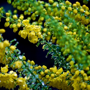 Fleurs de Mahonia recouverte de rosée - Belgique  - collection de photos clin d'oeil, catégorie plantes